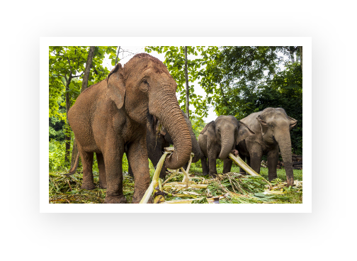 A group of three Elephants eating their food.