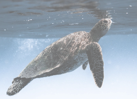 A turtle under the sea.