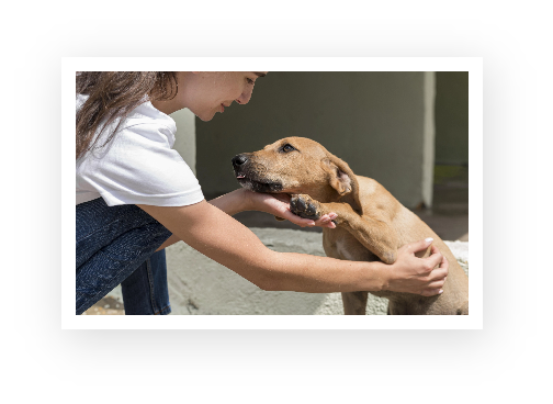 A woman playing with a dog.