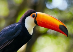 A Toucan on the branch.