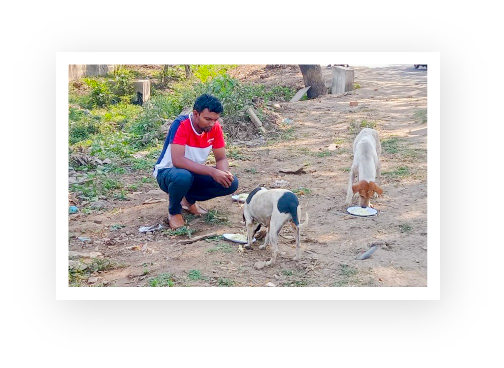 An ACAE volunteer feeding dogs.