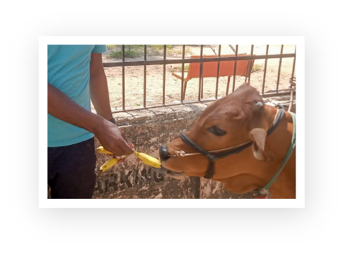 An ACAE volunteer feeds a cow with bananas.