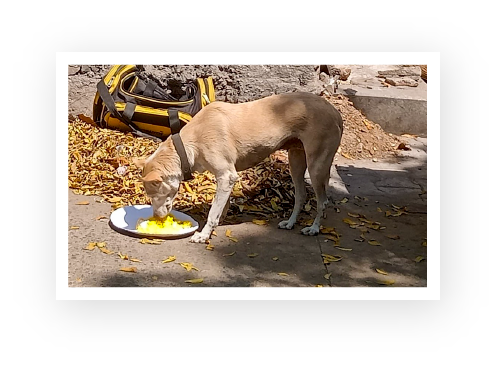 A dog eats the food served by an ACAE volunteer.
