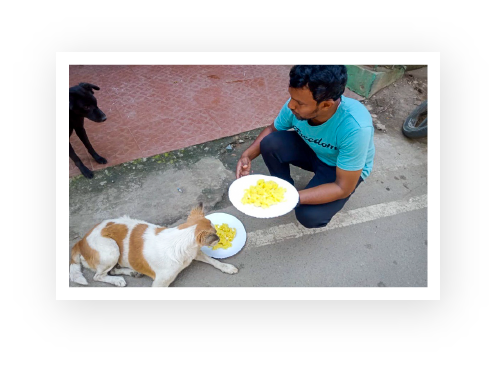 An ACAE volunteer feeding dogs.