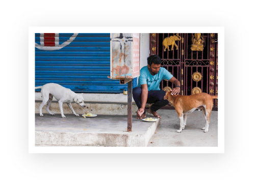 An ACAE volunteer is seen feeding and caring for the dogs.