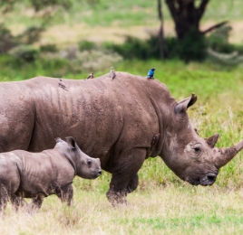A mother and a baby Rhinoceros in the forest.