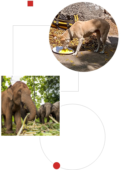 A dog and a group of Elephants eating their food.