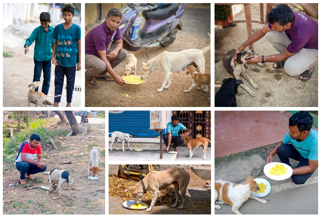 A collage of photos showing how street dogs are fed and cared by ACAE volunteers.