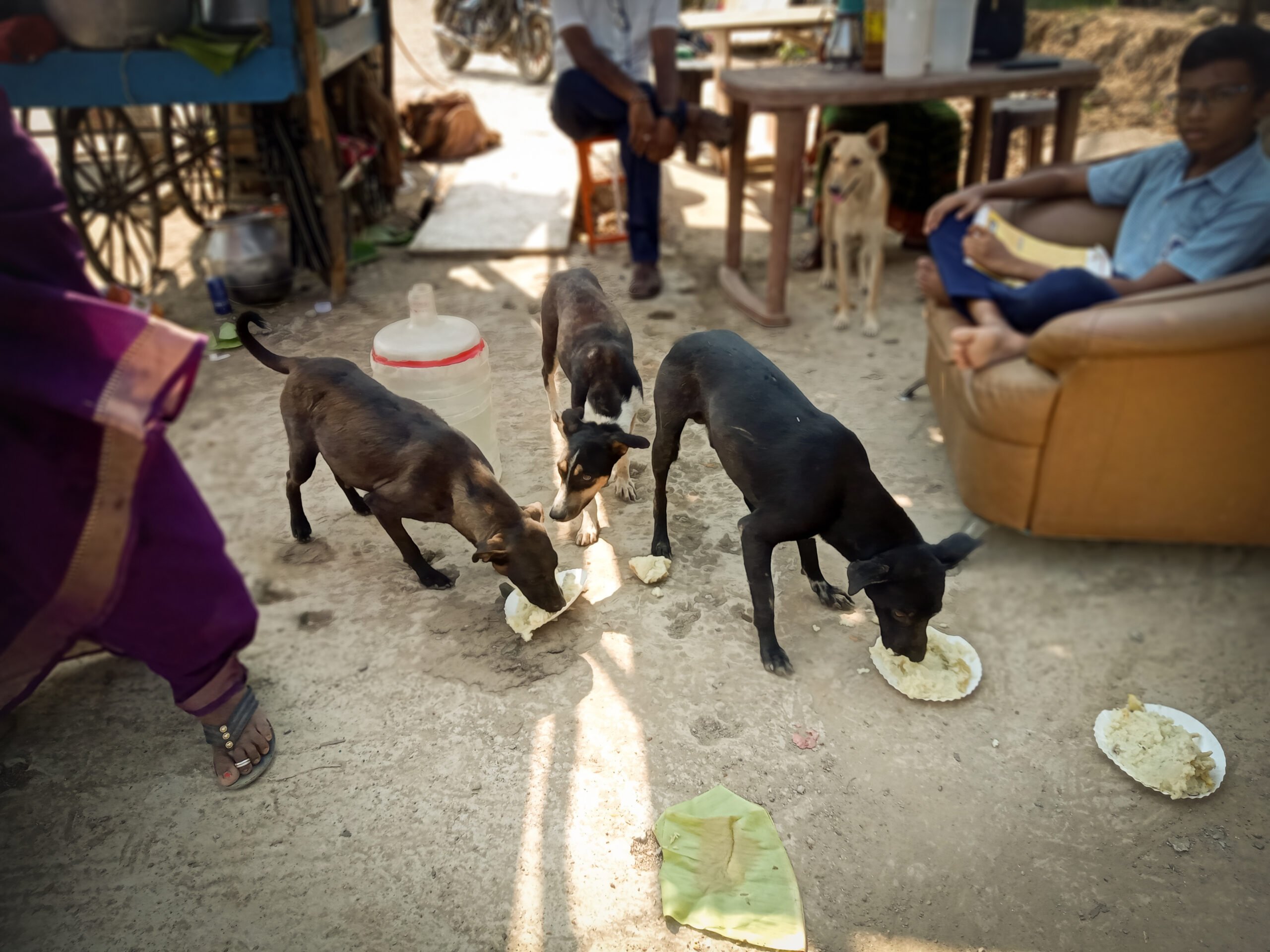 Dogs are provided food by the ACAE team.