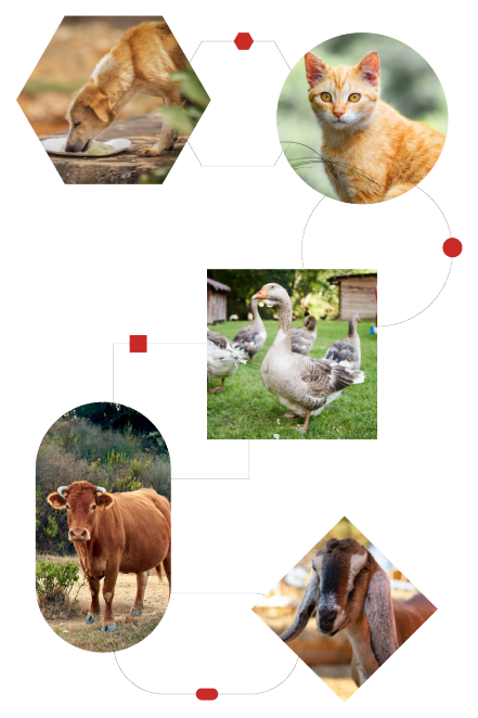 A collage of animals like dog, cat, cow, goat and ducks.