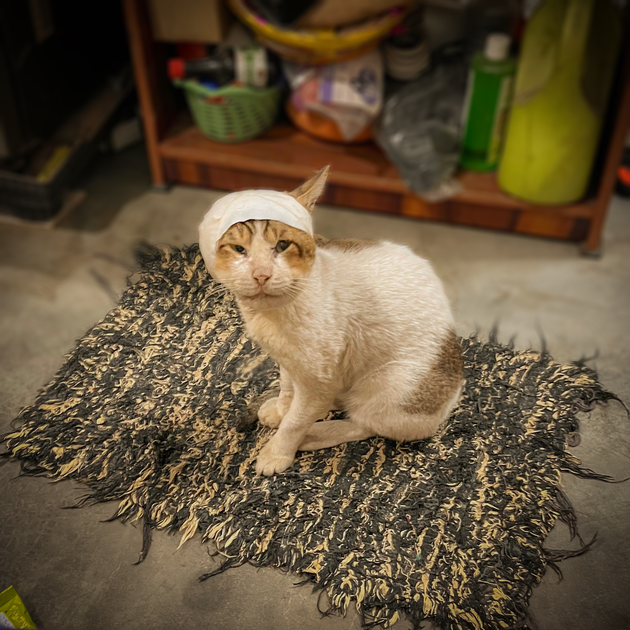 A cat rescued by the ACAE team is seen with a bandage around its head.