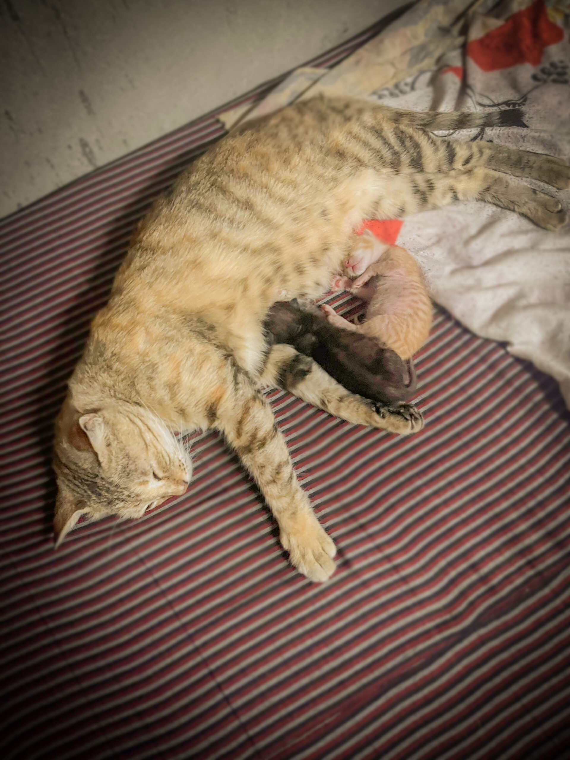 Two newborn kittens with the mama cat.