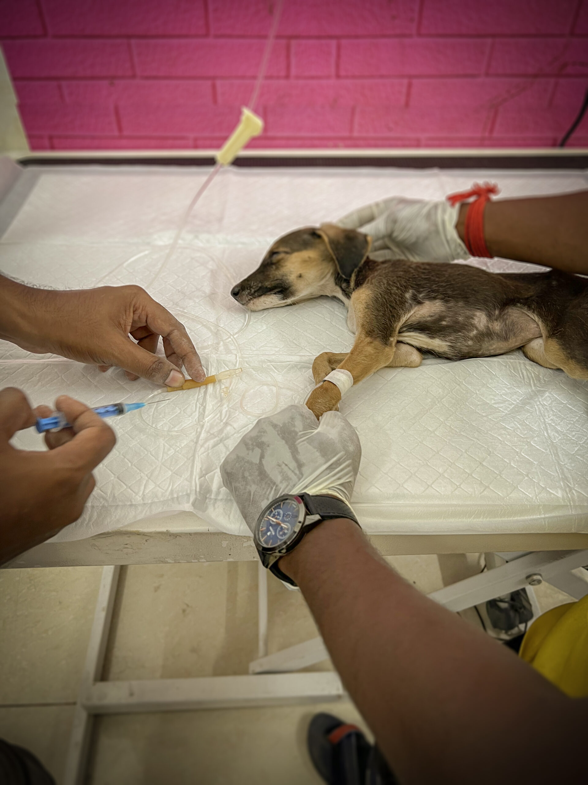 A puppy rescued by the ACAE team is provided treatment by a vet.