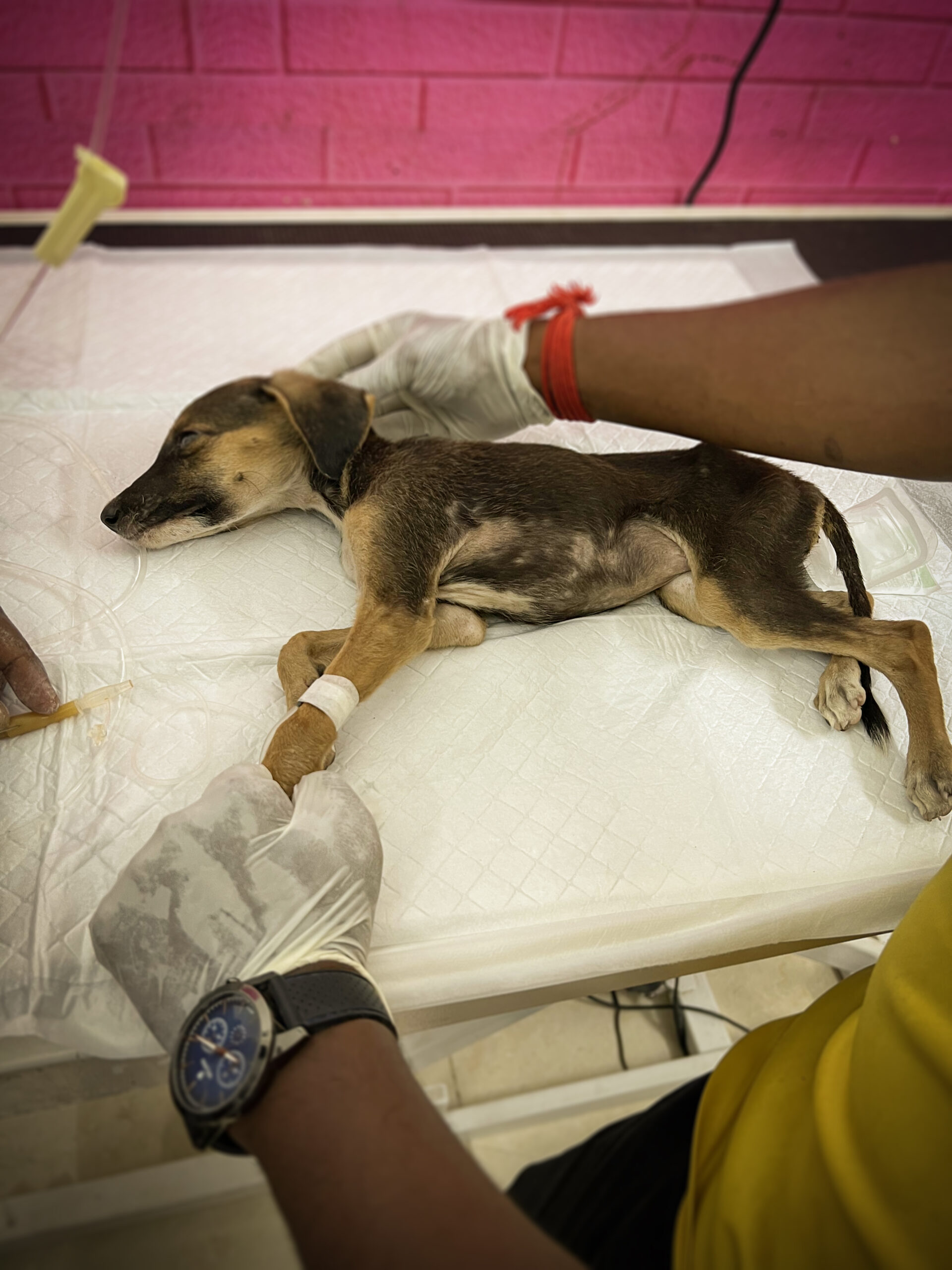 A puppy rescued by the ACAE team is under treatment by a vet.