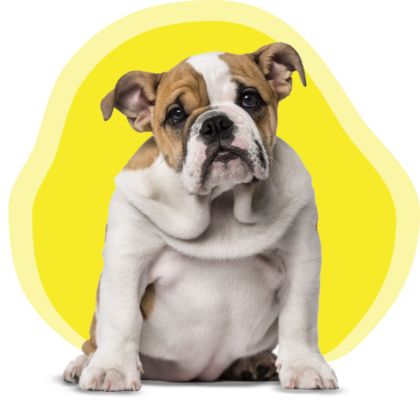 A small pug sits and looks eagerly.