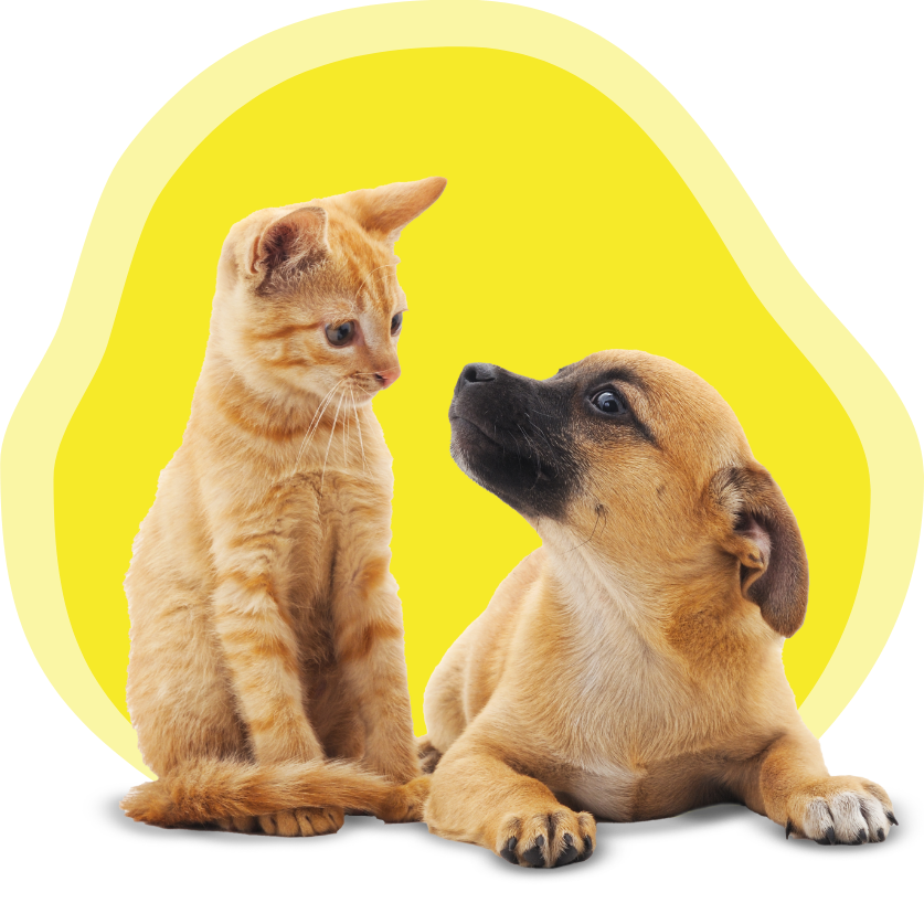 A kitten and a puppy watch each other.